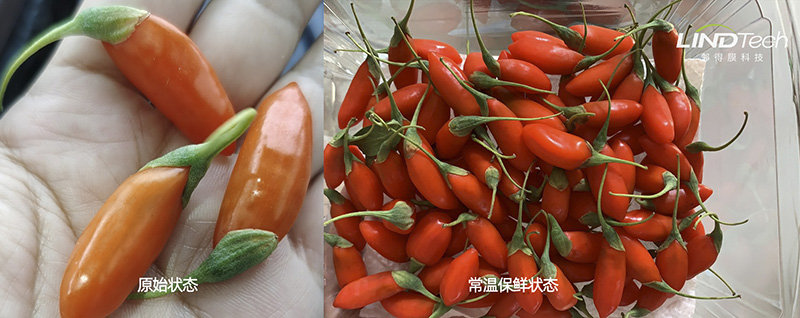 【常温保鲜】看鲜枸杞保鲜如何从0.8天延长到3天